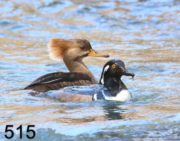 515hooded mergansers 3-18-19-355x14l.jpg