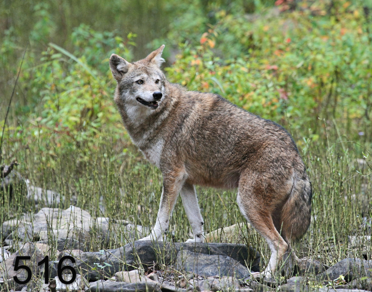 516coyote 10-17-07 4c1x14l.jpg