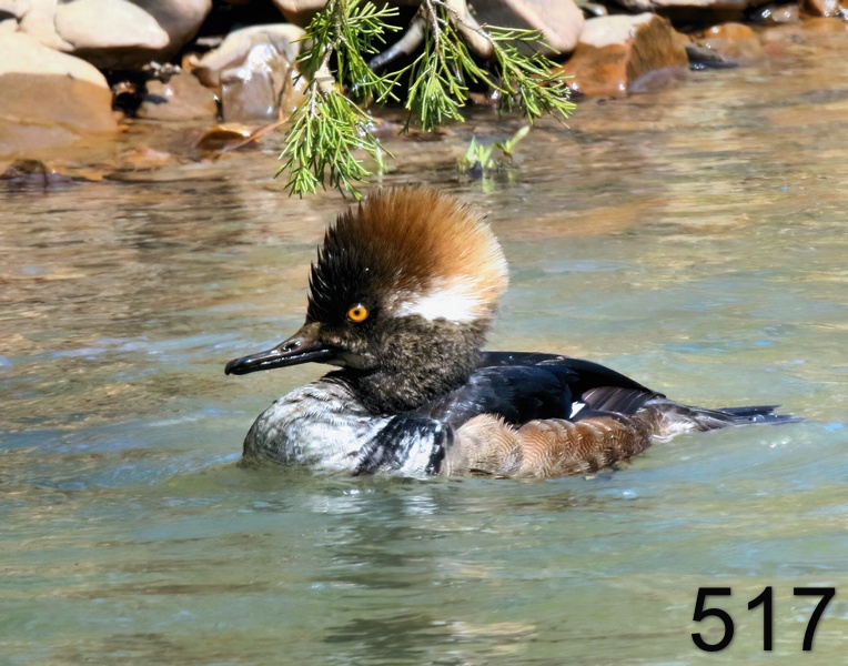 517hooded merganser 4-8-18-880x14l.jpg