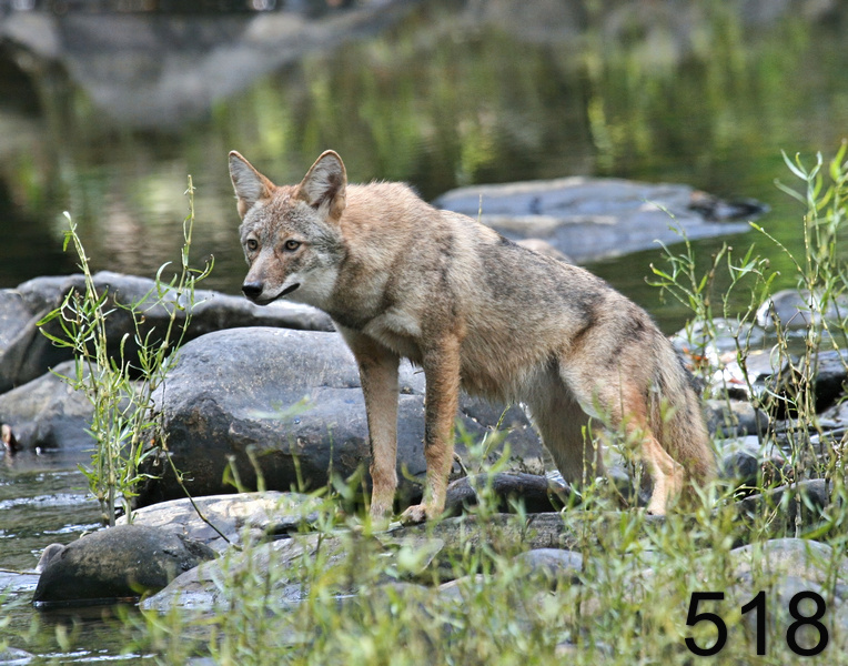 518coyote 10-17-07 4c2x14l.jpg
