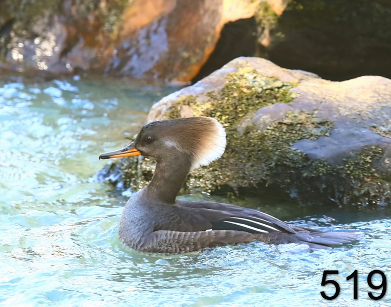 519hooded merganser 3-22-19-232x14l.jpg
