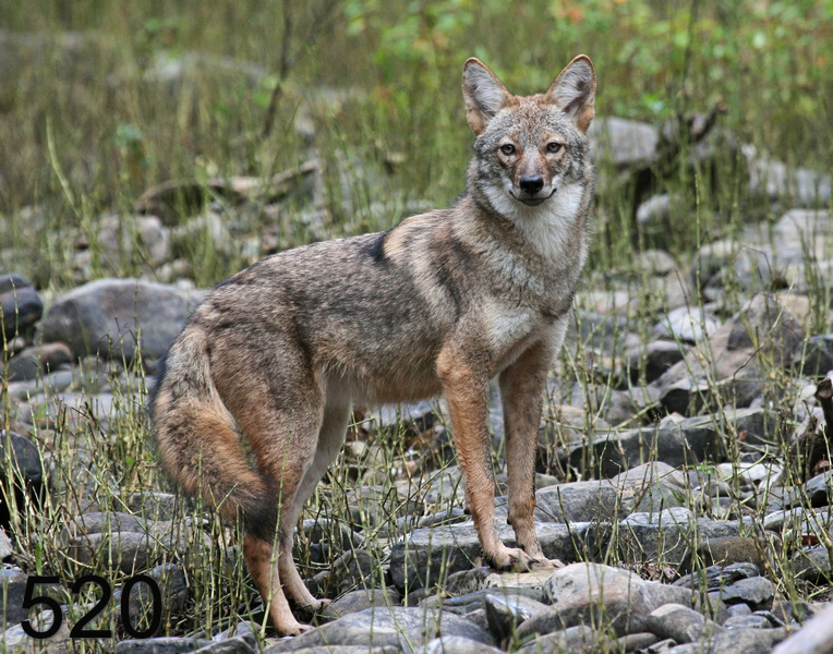 520coyote 10-17-07 4c3x14l.jpg