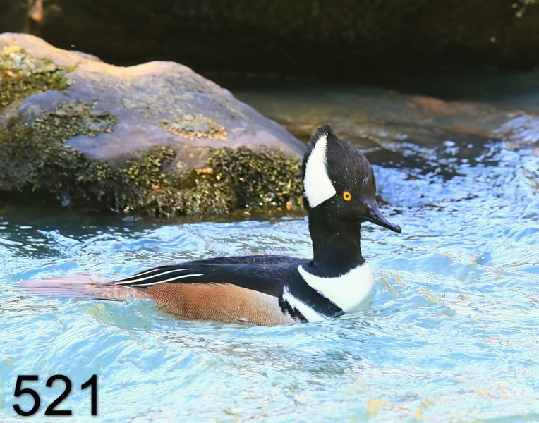 521hooded merganser 3-22-19-208x14l.jpg
