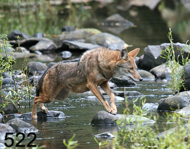 522coyote 10-17-07 4c4x14l.jpg