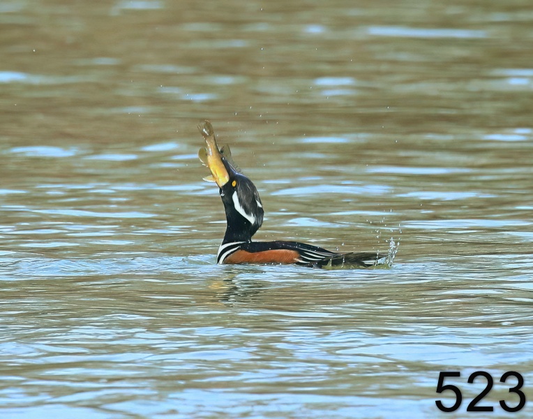 523hooded merganser 1-8-19-281x14l.jpg