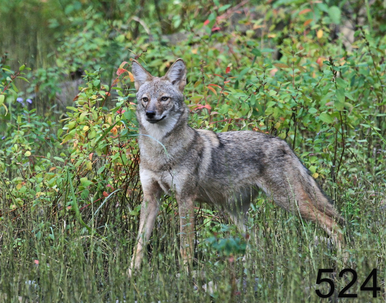 524coyote 10-17-07 4c7x14l.jpg