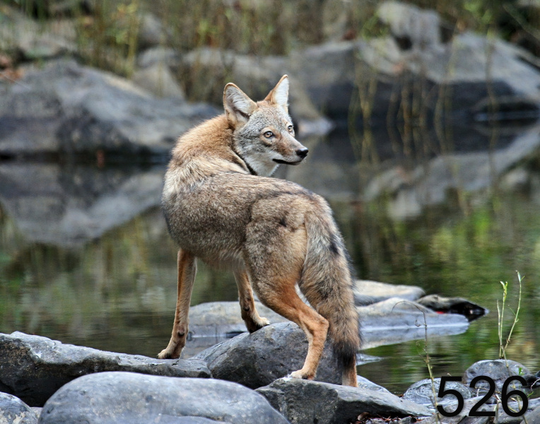526coyote 10-26-07 4c3x14l.jpg