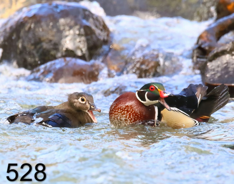 528wood ducks 4-1-19-730x14l.jpg