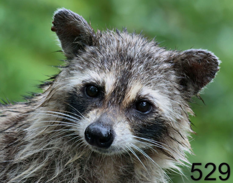529raccoon 6-17-06 cl2x14ll.jpg