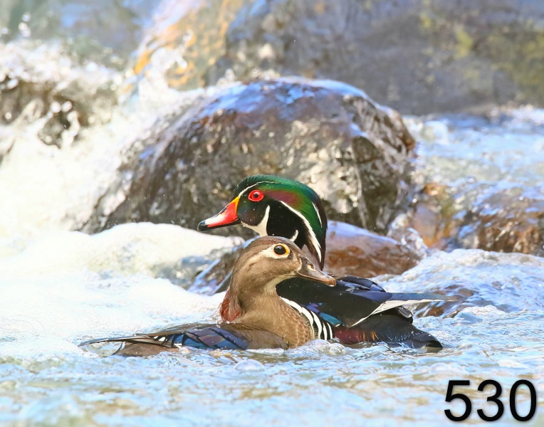 530wood ducks 4-1-19-685x14l.jpg