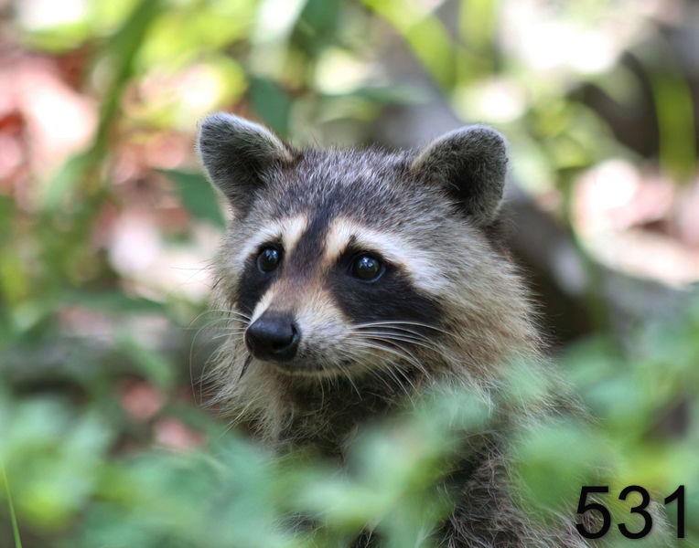 531raccoon 6-16-06 cl11x14l.jpg