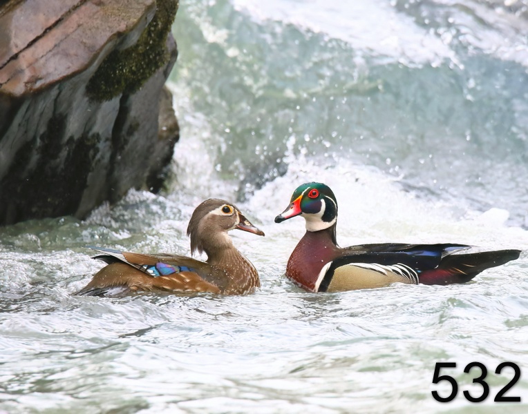 532wood ducks 3-24-19-937x14l.jpg