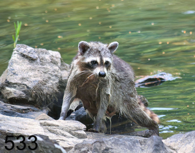533raccoon 6-16-06 cl4x14l.jpg