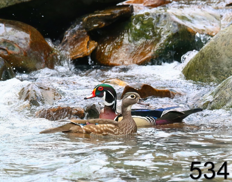 534wood ducks 3-22-18-840x14l.jpg