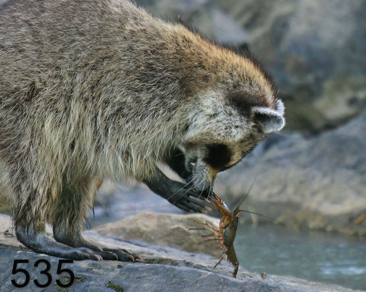 535raccoon 6-12-08 4d652x10l.jpg