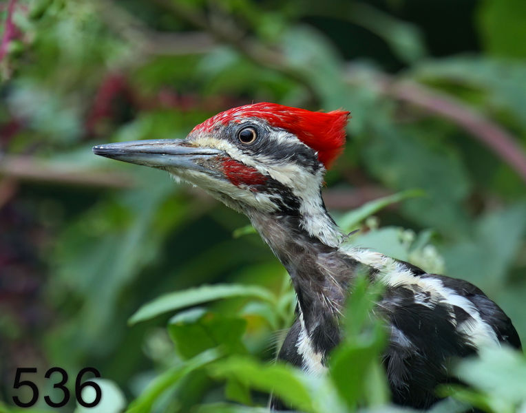 536pileated-woodpecker 8-16-08 4d421x14l.jpg