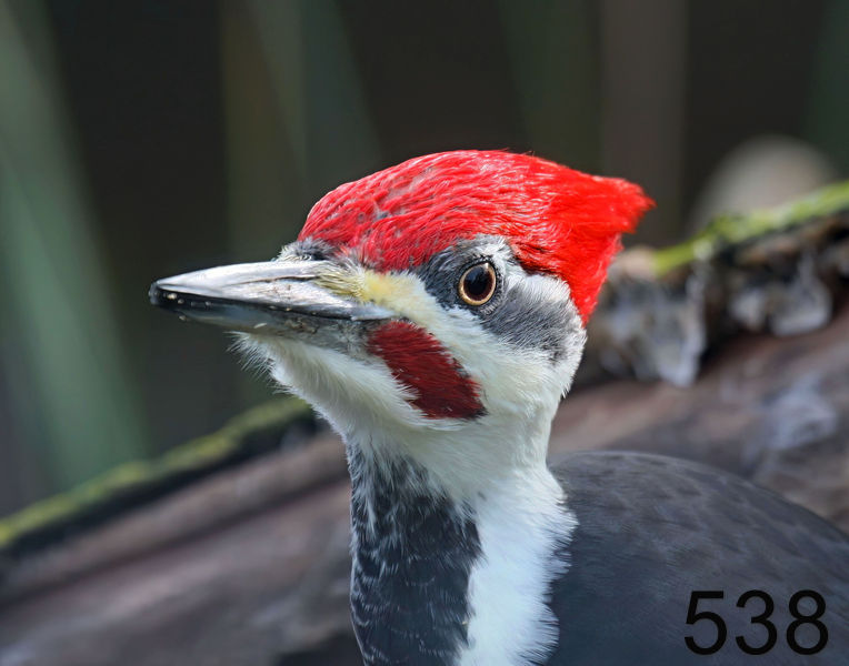 538pileated woodpecker 12-19-08 4d288x14l.jpg