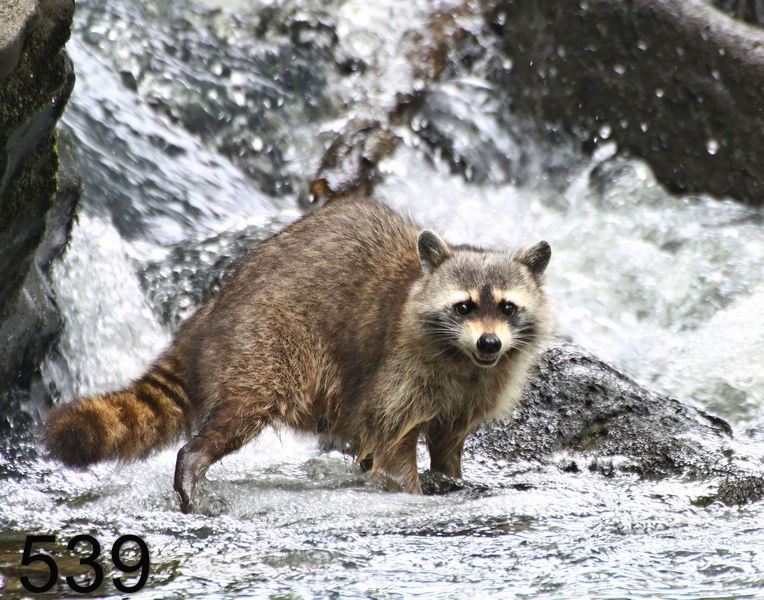 539raccoon 6-2-16-064x14l.jpg