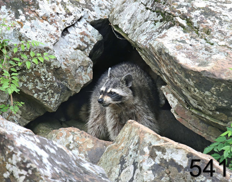 541raccoon 5-27-07 4c1x14l.jpg