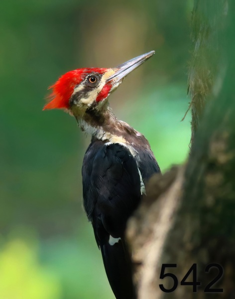542pileated woodpecker 8-26-18-889x14lt.jpg