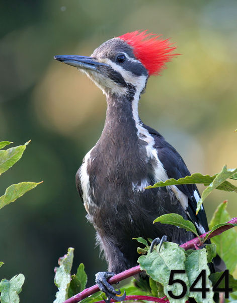544pileated woodpecker 8-4-06 cl5x14nx14lt.jpg