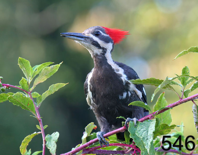 546pileated woodpecker 8-4-06 cl3x14l.jpg