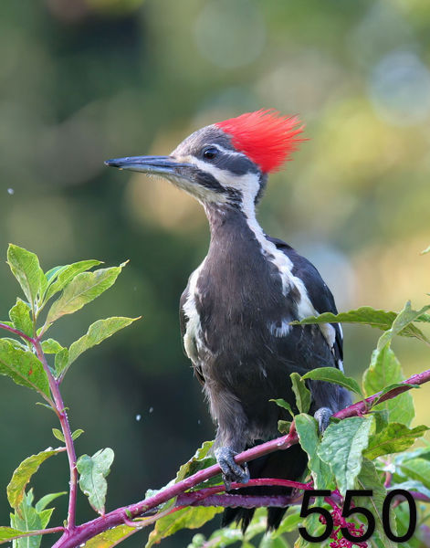 550pileated woodpecker 8-4-06 cl1x14lt.jpg
