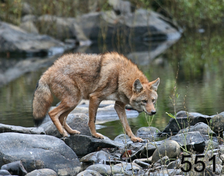 551coyote 10-26-07 4c5x14l.jpg