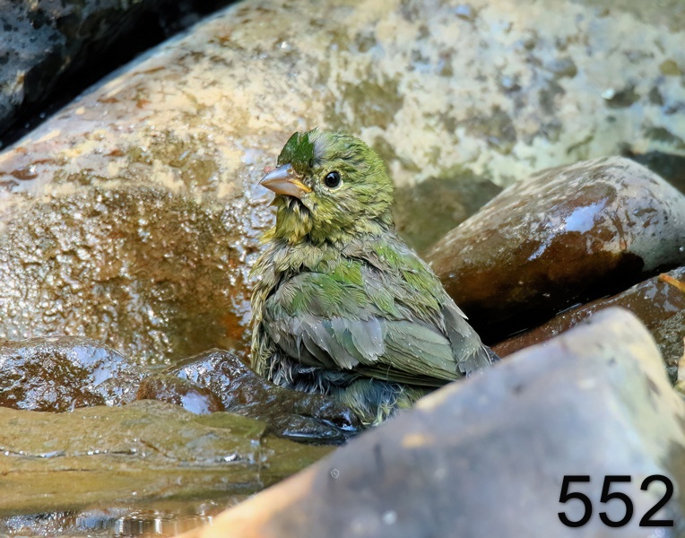 552painted bunting 7-27-18-939x14l.jpg