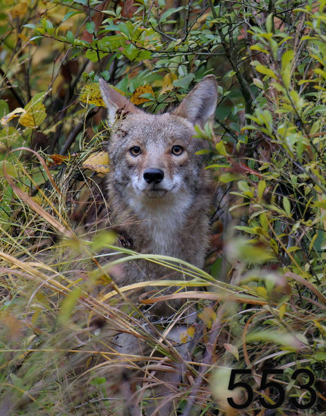 553coyote 10-27-06 cl4x14lt.jpg