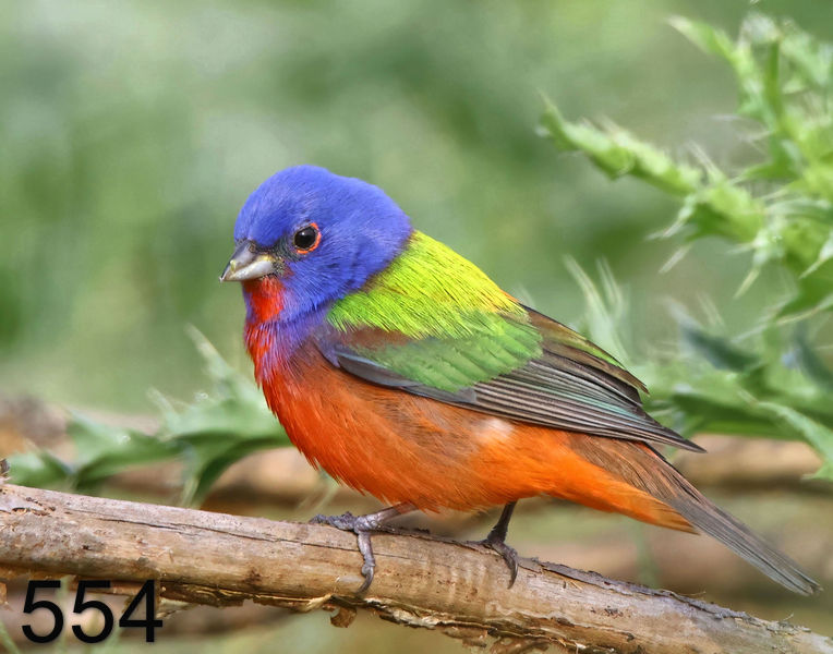 554painted bunting 5-21-23-393x14l.jpg