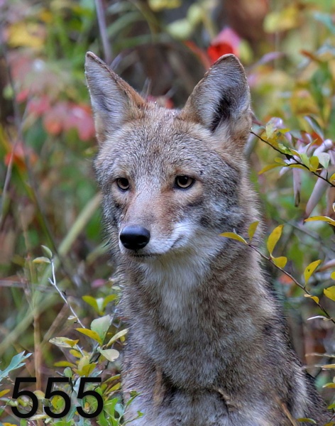 555coyote 10-27-06 cl7x14lt-.jpg