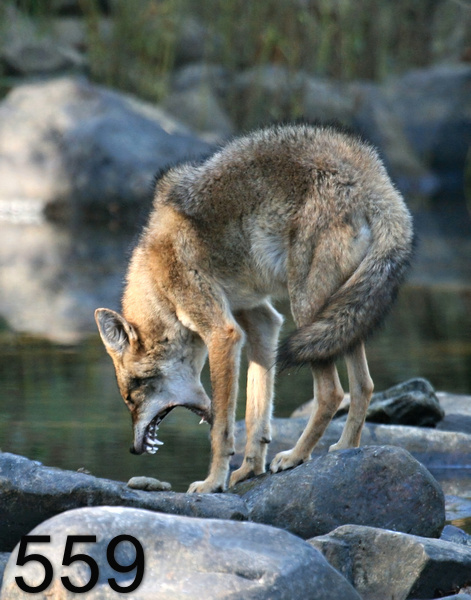 559coyote 10-28-07 4c5cx3x14tpsn.jpg
