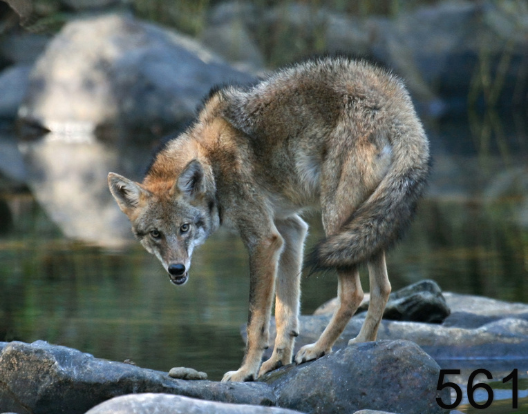 561coyote 10-28-07 4c6cx2x14psn.jpg