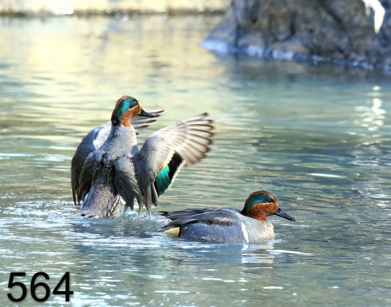 564green-winged teal 1-16-18-871x14l.jpg
