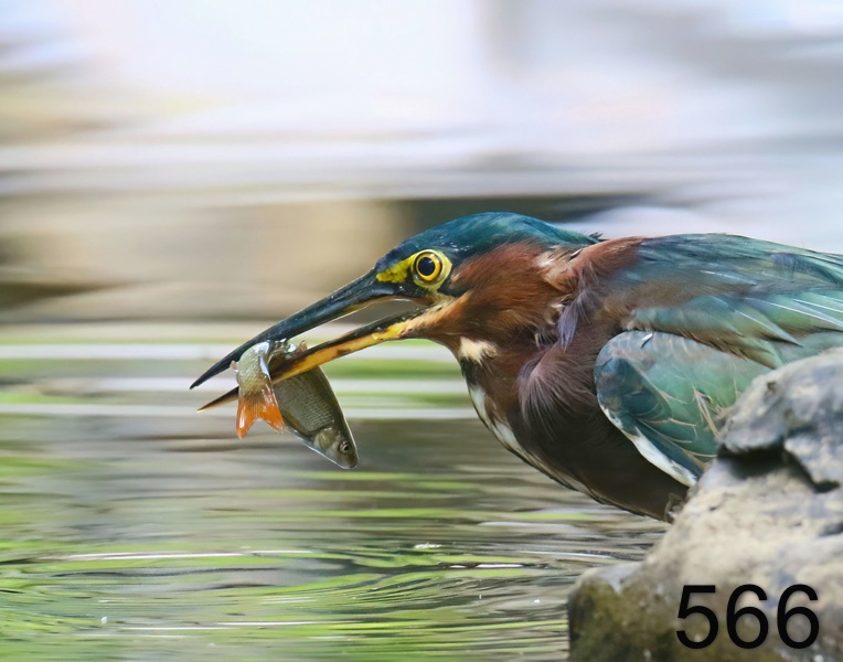 566green heron 8-12-18-478x14l.jpg