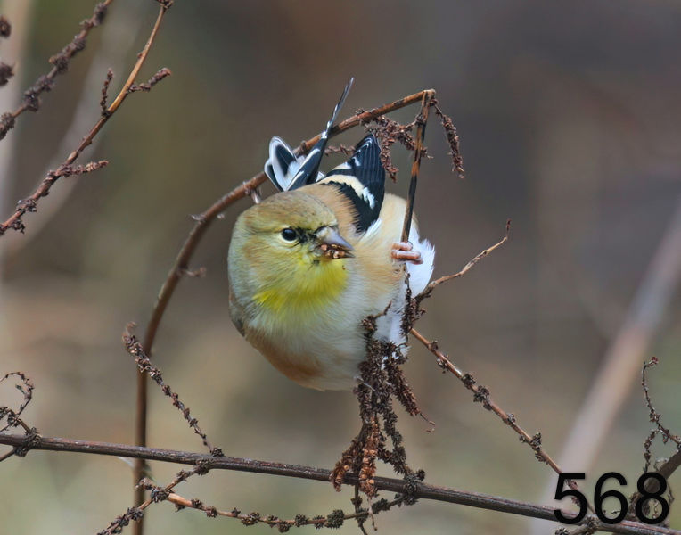 568goldfinch 12-28-08 4d420x14l.jpg