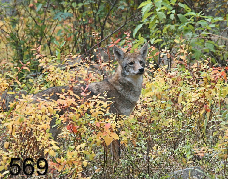 569coyote 11-1-07 4c1x14l.jpg