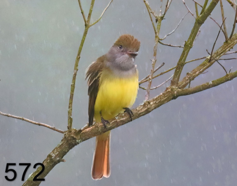 572great crested flycatcher 5-9-19-034x14l.jpg