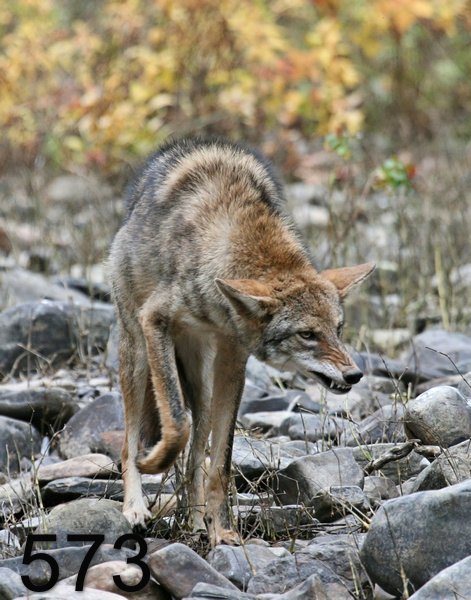 573coyote 11-1-07 4c11x14lt.jpg