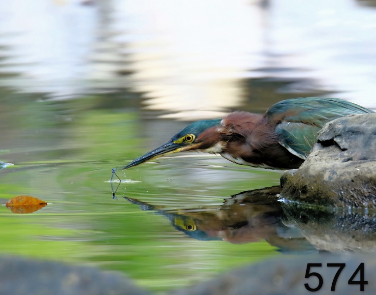 574green heron 8-12-18-427x14l.jpg
