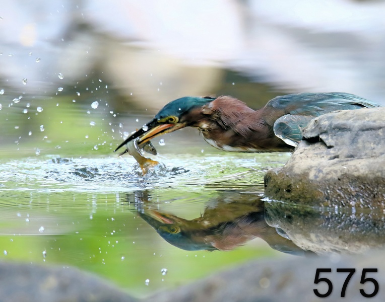 575green heron 8-12-18-454x14l.jpg