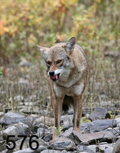 576coyote 11-1-07 4c12x14lt.jpg