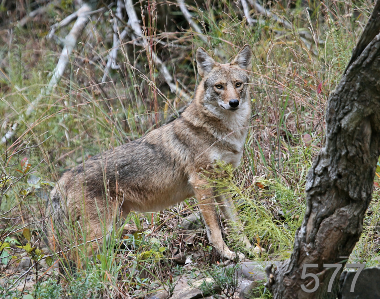 577coyote 11-1-07 4c14x14l.jpg