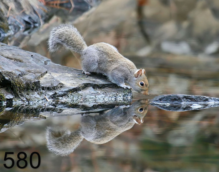 580gray-squirrel 12-5-07 4c97x14l.jpg