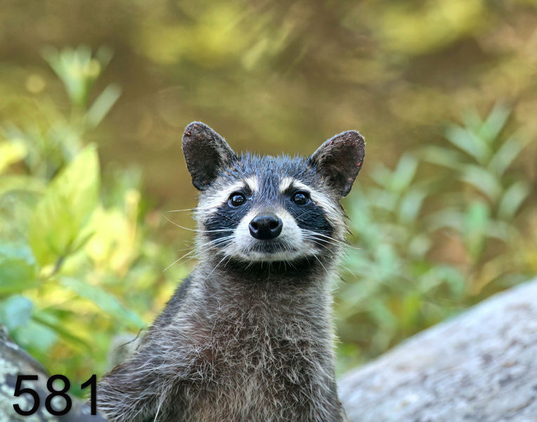 581raccoon 7-5-06 cl5x14l.jpg