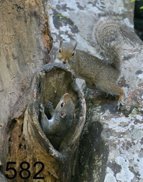 582gray-squirrels 7-7-08 4d865x14lt.jpg