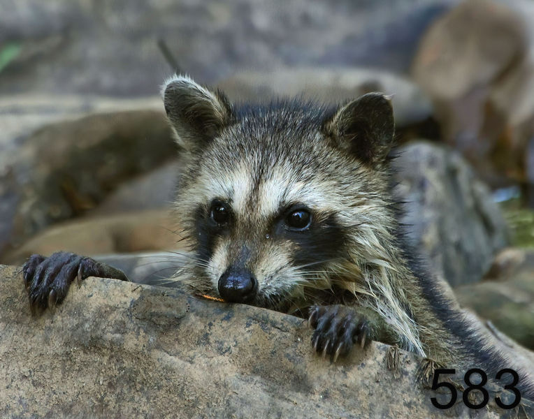 583raccoon 7-5-16-347r14l.jpg