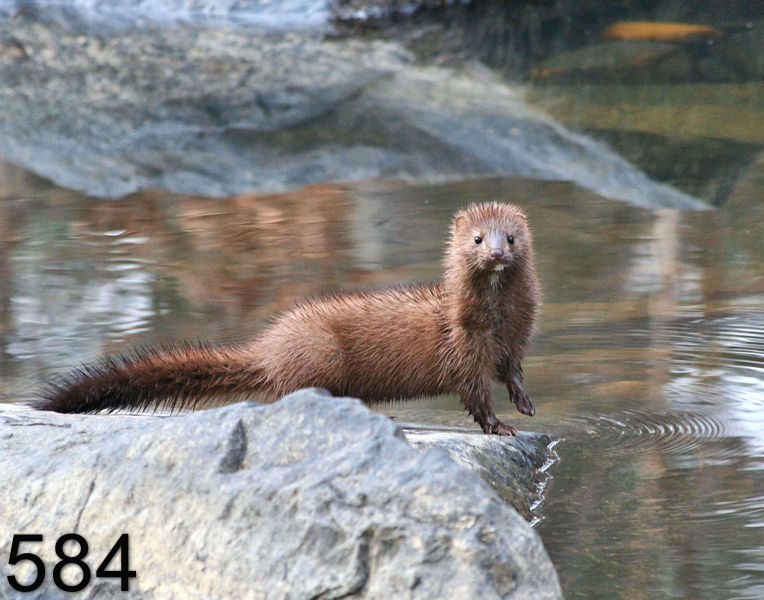 584mink  2-1-06 cl9 6413x14l.jpg