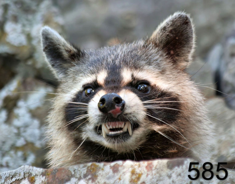 585raccoon 7-6-06 cl2x14l.jpg